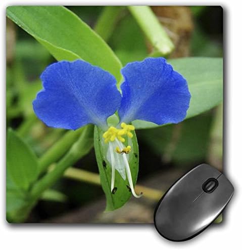 3dRose LLC 8 x 8 x 0,25 palca pekný malý modrý kvet fotografoval Angelandspot podložka pod myš